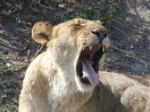 Safari in Botswana, 2002